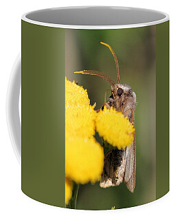 Voluble Dart Moth Coffee Mugs