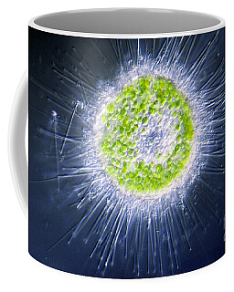 Heliozoa Coffee Mugs