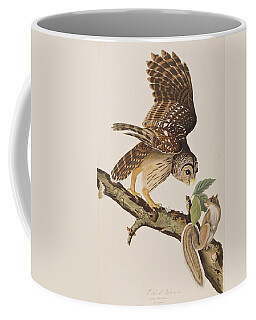 Designs Similar to Barred Owl