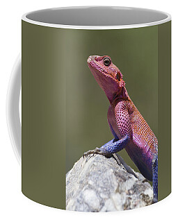 Designs Similar to Colorful Rock Agama #2