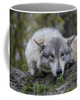 Alaskan Timber Wolf Coffee Mugs