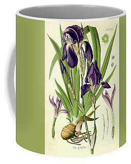 German Iris Coffee Mugs