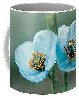 Pollen Coffee Mugs