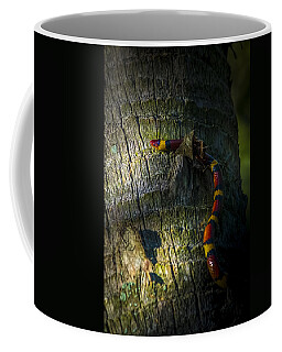 Coral Snake Coffee Mugs