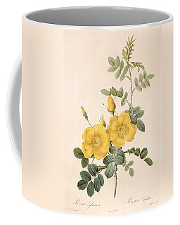 Rosa Eglanteria By Redoute Coffee Mugs
