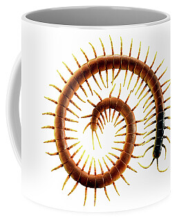 Centipede Coffee Mugs
