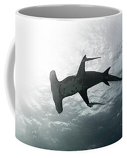 Tiger Sharks Coffee Mugs