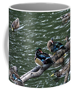 Swimming Coffee Mugs