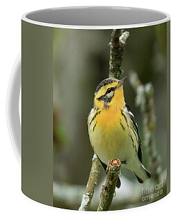 Blackburnian Warbler Coffee Mugs