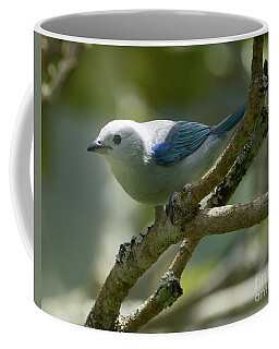 Blue Grey Tanager Coffee Mugs