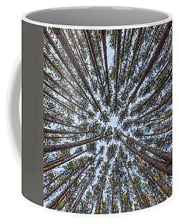 Pine Tree Coffee Mugs