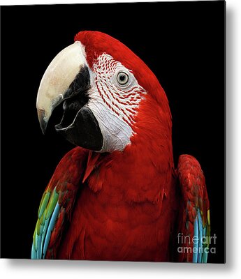Green Winged Macaw Metal Prints