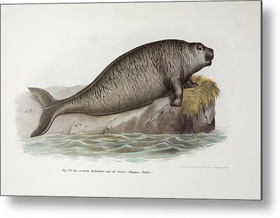 Manatee Co Metal Prints