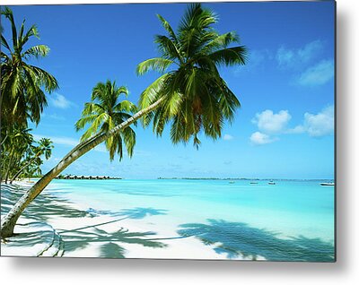 Tropical Climate Metal Prints