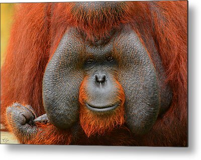 Bornean Orangutan Close Up Metal Prints
