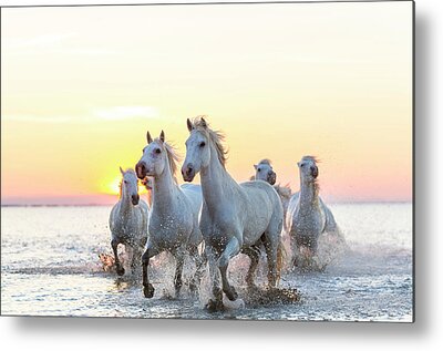 Running Horse Metal Prints