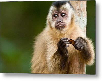 Macaco-prego. Cebus apella Painting by Nelson Caramico - Pixels