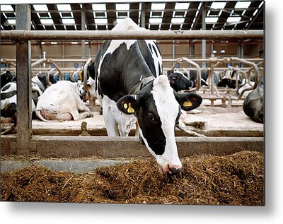 Cattle Cubicle Metal Prints