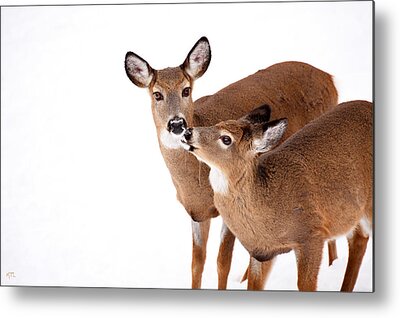 Deer In Love Metal Prints