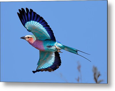 Lilac-breasted Roller Metal Prints