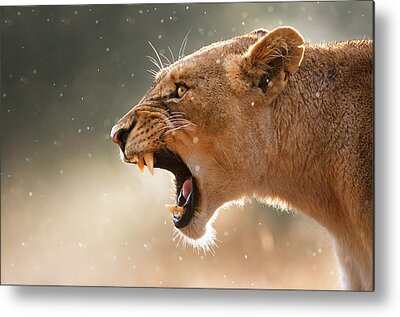 African Wildlife Metal Prints