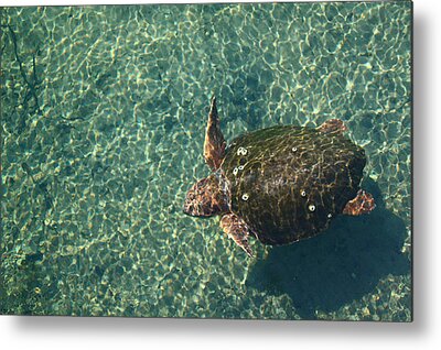 Shop for Florida Metal Prints