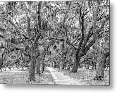 Cumberland Island National Seashore Metal Prints