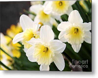 Designs Similar to Spring Daffodils