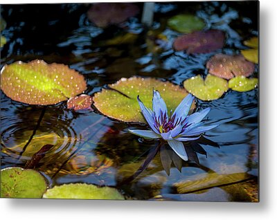 Tropical Waterlily Metal Prints