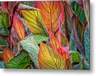 Canna Lilly Metal Prints