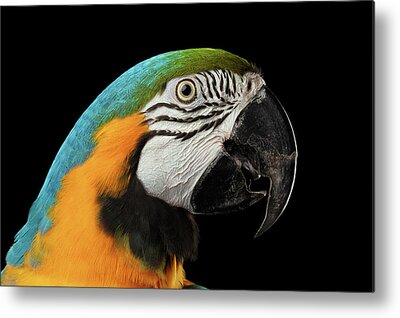 Blue And Gold Macaw Metal Prints