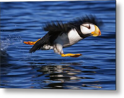 Horned Puffin Metal Prints