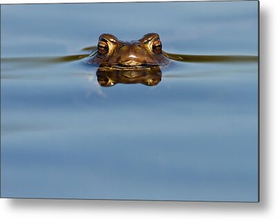 Common Frog Metal Prints