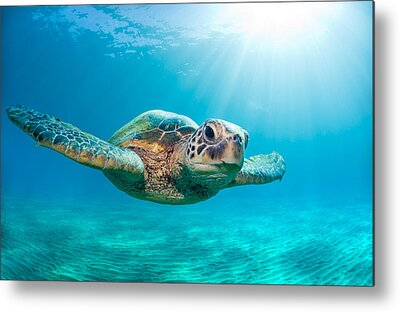 Sea Turtle Metal Prints