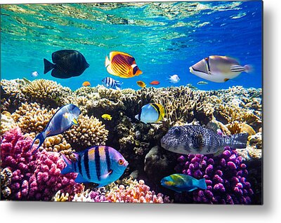 Triggerfish On Metal Prints