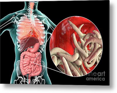 Anatomical Heart Metal Prints for Sale