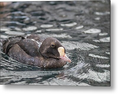 Eider Duck Metal Prints