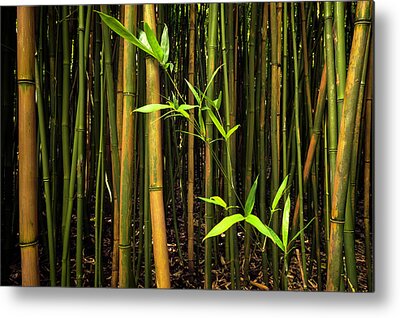 Bamboo Shoots Metal Prints