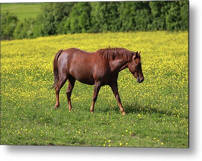 New Forest Pony Metal Prints