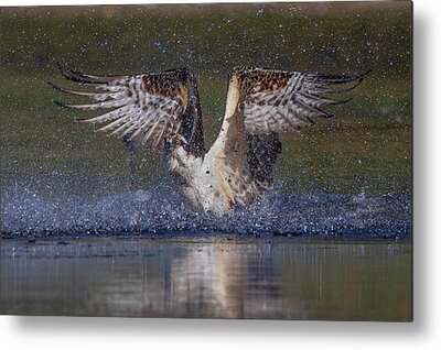 Osprey Metal Prints