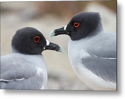 Swallow-tailed Gull Metal Prints