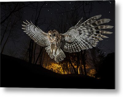 Strix Metal Prints