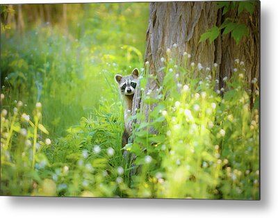 Raccoon Metal Prints