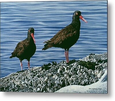 Oyster Catcher Metal Prints