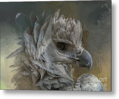 Harpy Eagle Metal Prints
