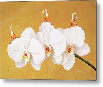 Moth Orchid Metal Prints