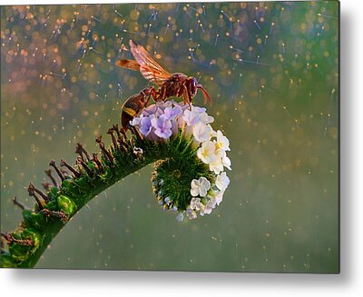 Close Up Floral Metal Prints