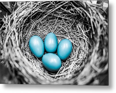 Robins Eggs Metal Prints