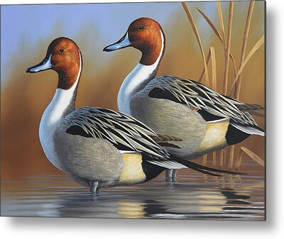 Waterfowl Metal Prints