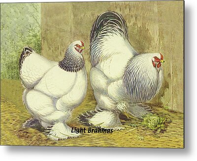 Buff Brahma Rooster and Hen Acrylic Print by Leigh Schilling - Pixels